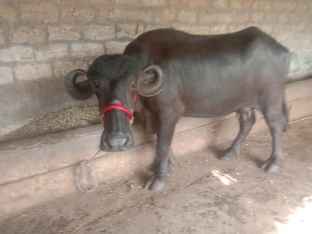 ભેસ