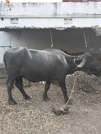ભેશ