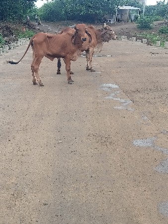 ગીર