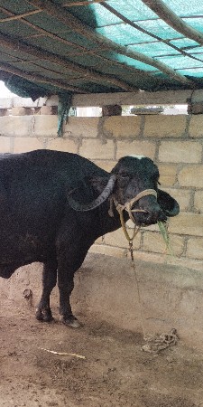ભેંસ