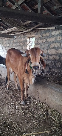 પેલું વેતર