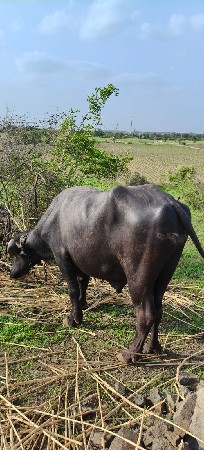 પાડો વેચવાનો છે