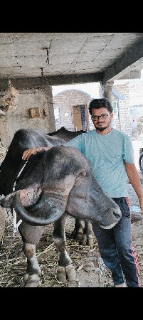 ગુલાબી ટોપલી જાફરાબાદી