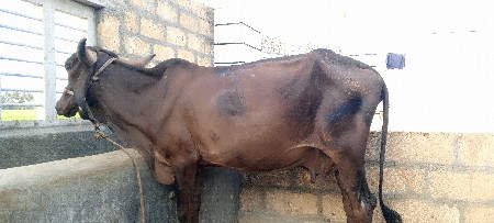 ગાય વેચવાની છે