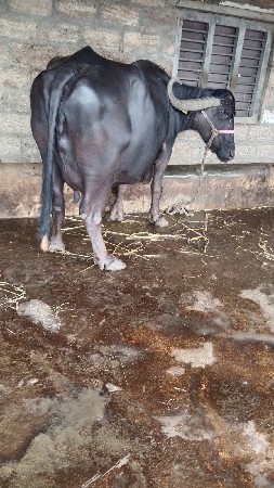ભેસવેચવાનીછે