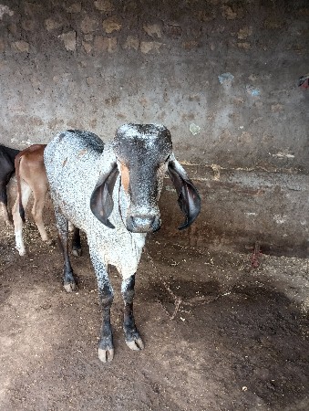 વેચવા ની