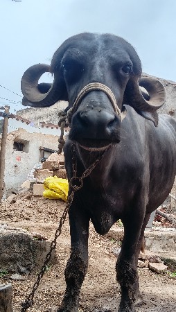 પેલા વેતરની
