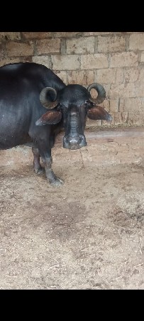 આ ભેંસ વેચવાની છે