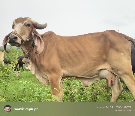 ગાય વેસ નાની છે