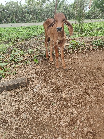 ગીર ક્રોસ ગાય વિયાલ