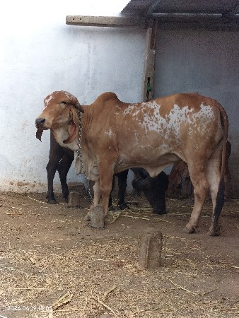 હોડકી વેચવાની છે
