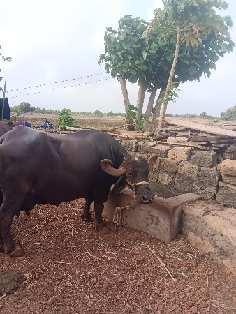 ભેંસ