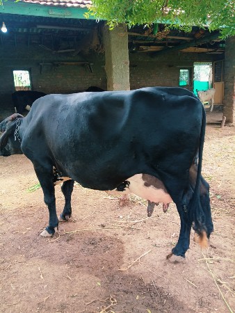 ગાય વેચવાની સે
