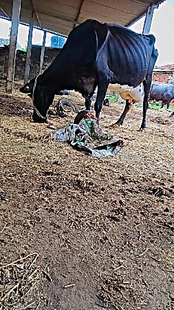 ગીરક્રોસ