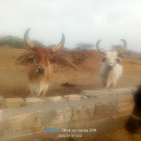 વેચવાના  છે