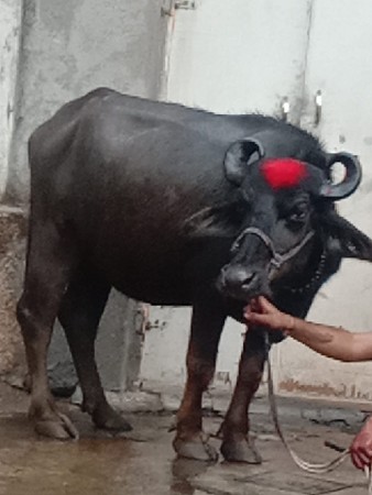 ભેંસ વેચવાનું છે 2 છે
