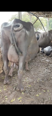 ભેંસ વેચવાની છે