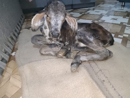 ગાય વેચવાની છે