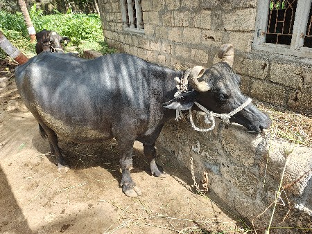 ભેંસ