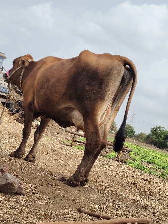 3 વેતર વિનિયાની