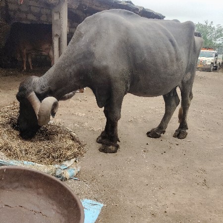 પુનાભાઈ..ગઢવી
