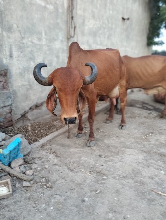 વેચવાની