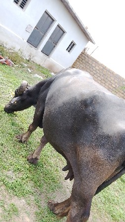 ભેંસ વેચવા ની છે