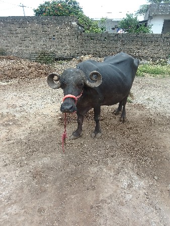 ભેંસ વેચવાની છે