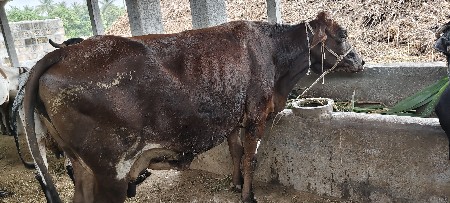 hf ગાય દેવાની