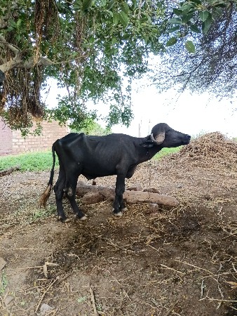 પાડો વેસવા નો સે 3 વરસનો થયો છે