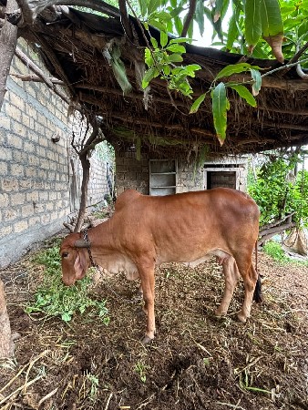 પેલ વેતરુ હોળકી  કામધેનુ ગાય