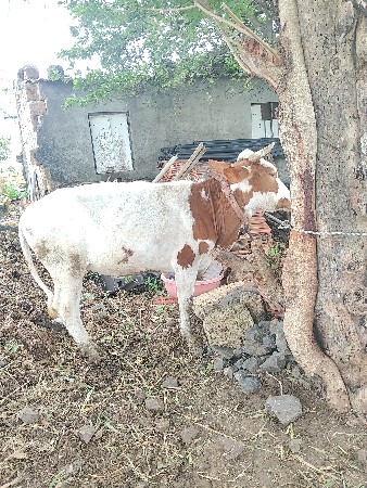 ગીર ક્રોસ ગયા વેચવાનું છે