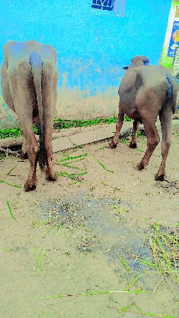 પાસ  પાડીયો  વેચવાની છે