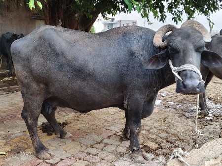ભેંસ વેચવાની છે