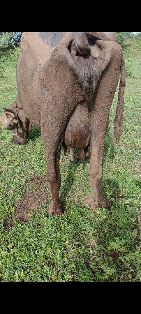ભેંસો વેચવાની છે