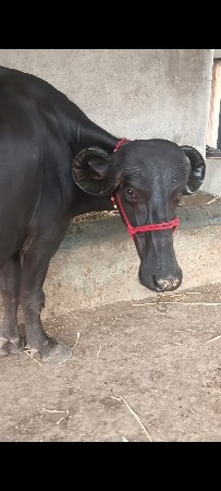 પેલું વેતર ખડેલી વેચવા ની છે
