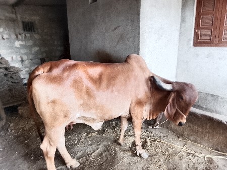 ગાય વેચવાની છે