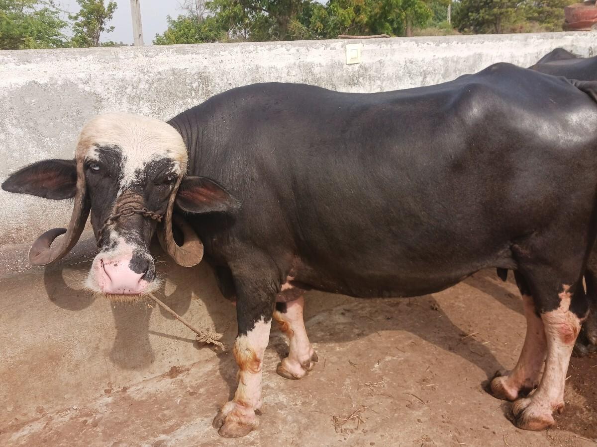 ભેંસ વેચવાની છે
