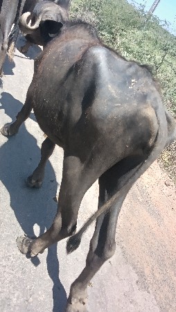 ખડેલુ