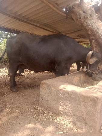 ભેંસ વેચવાની છે