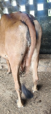 ગાય વેચવાની છે
