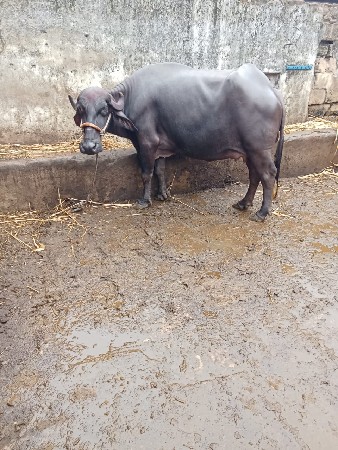 પેલું વેતર