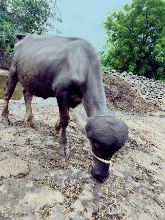 પાડો વેચવાનો છે