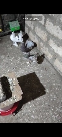 મોરપીંસ + મોજા વારા