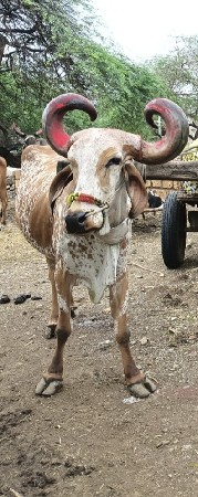 બળદ વેસવાનો સે