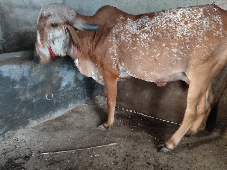 ગીર હોરકી વેચવાની છે