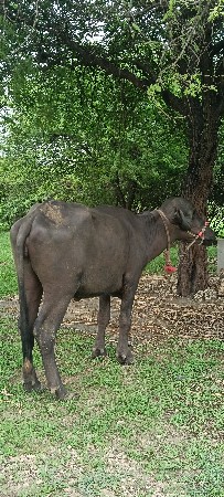 ઓરીજનલ ટોપલી ખરેલી વેચવાની છે