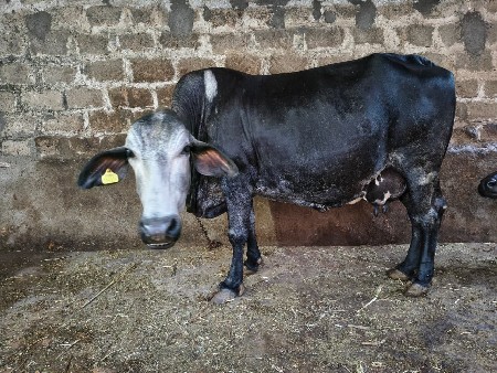 જરસી ગાય વેચવાની છે.