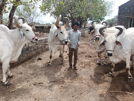 બળદ વેચવાના છે