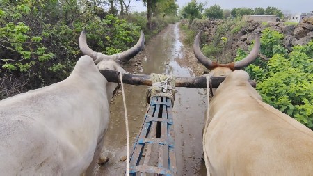 બળદ વેચવાના છે